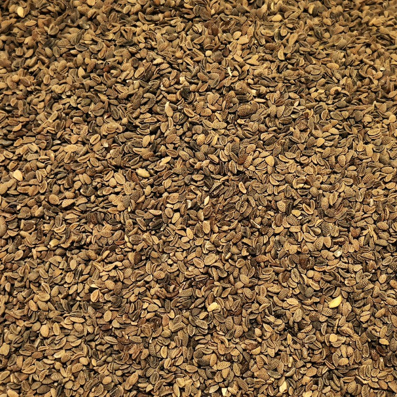 Phacelia Seed