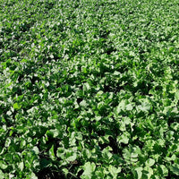 Radish Cover Crop Seed