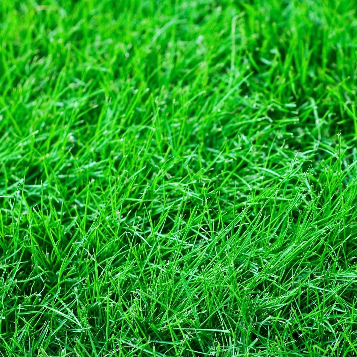 Close up of creeping red fescue grass turf