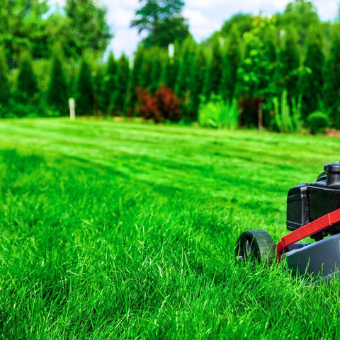 Close up of creeping red fescue lawn being mowed