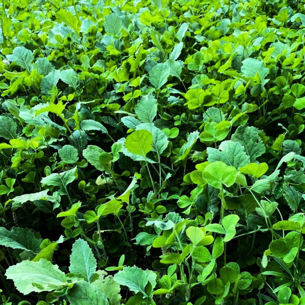 Close-up of green leafy cover crop plants