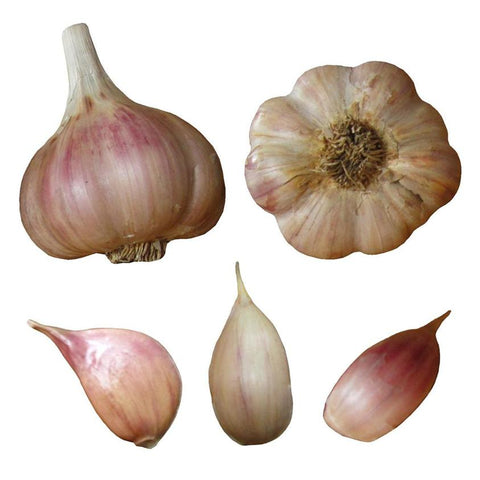 Bulk Garlic Seed Bulbs