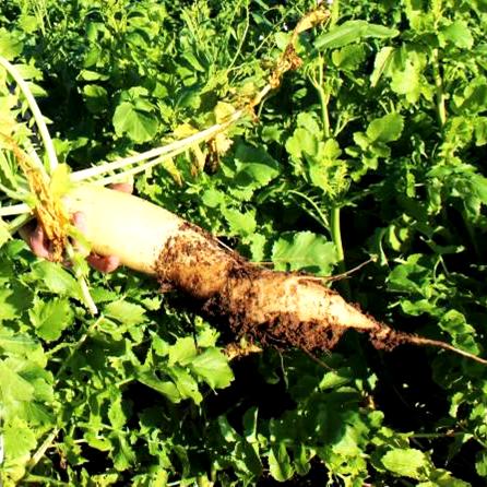 Close up of daikon tilling radish root