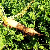 Close up of daikon tilling radish root