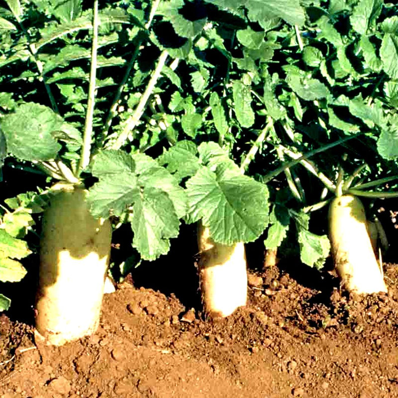 Daikon Tilling Radish