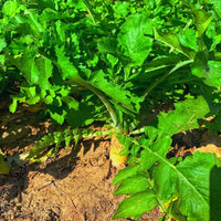 Daikon Tilling Radish