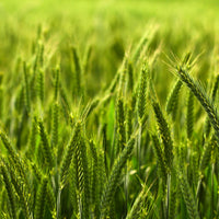 Spring Triticale