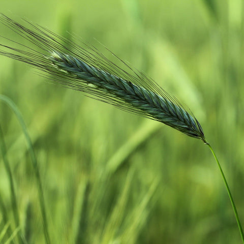 Spring Triticale