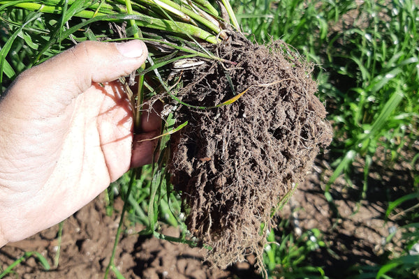 Hand holding a bundle of annual ryegrass with soil attached, set against field background.