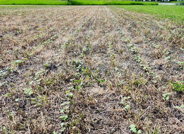 A harvested field buckwheat seedlings growing up through the stubble