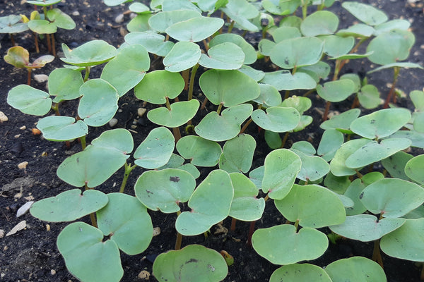 Young buckwheat seedlings sprouting from soil