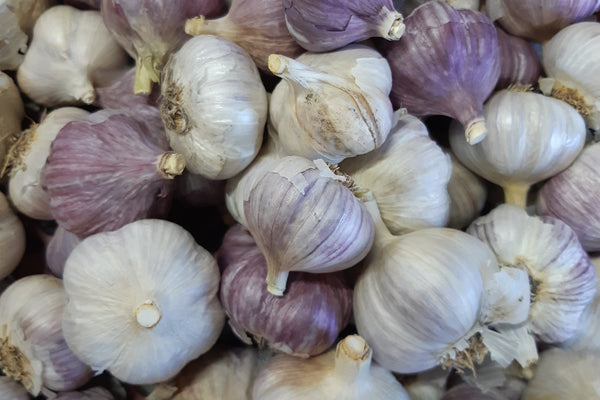 Close-up of garlic bulbs with a mix of purple and white colors.