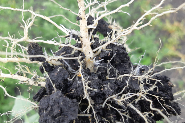 Close-up of clover roots with soil and white beneficial fungal growths.