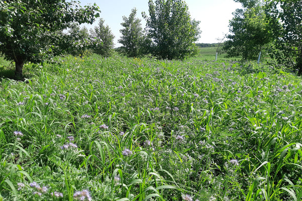 Field of green grass cover crop with purple flowers and trees in the background