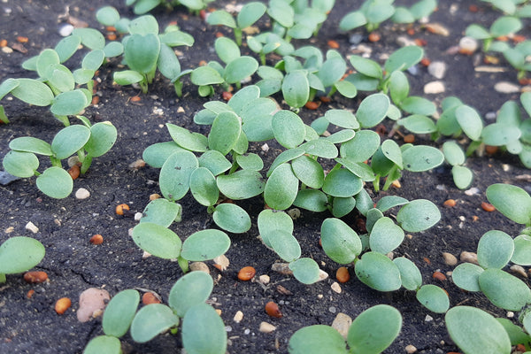 Young green crimson clover sprouting from dark soil