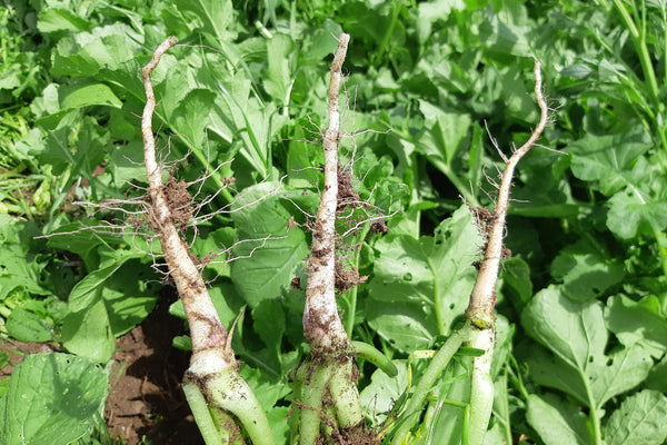 Three daikon radish with roots on a green leafy background of daikon radish tops