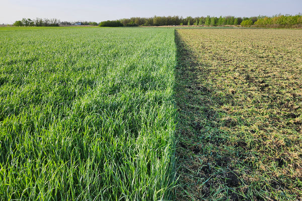 Young fall rye field half tilled with soil showing under a clear blue sky.
