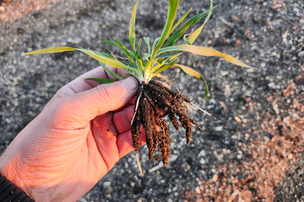 Hand holding a small fall rye plant with roots against a textured ground background