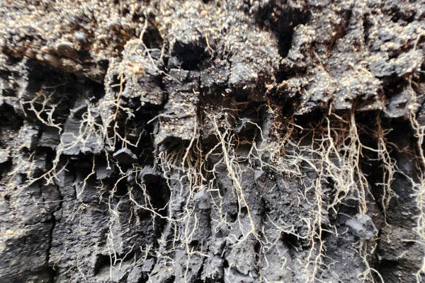 Close-up of soil trench showing fall rye roots growing
