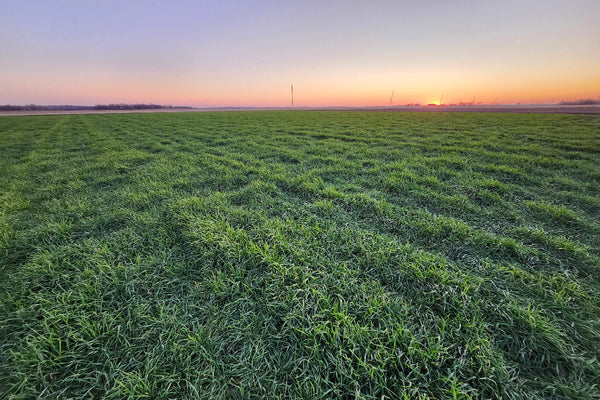 Green field of fall rye with a sunset in the background