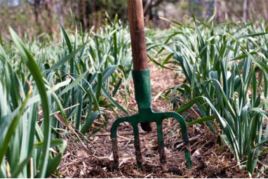 Garlic Garden
