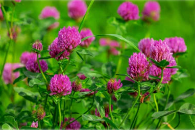 Red Clover Seed