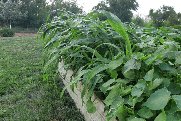 Raised garden bed with young buckwheat and sorghum sudangrass growing. Lawn and yard in the background 