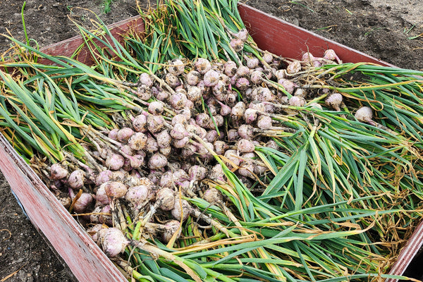 Large box of garlic bulbs with green leaves on a dirt background
