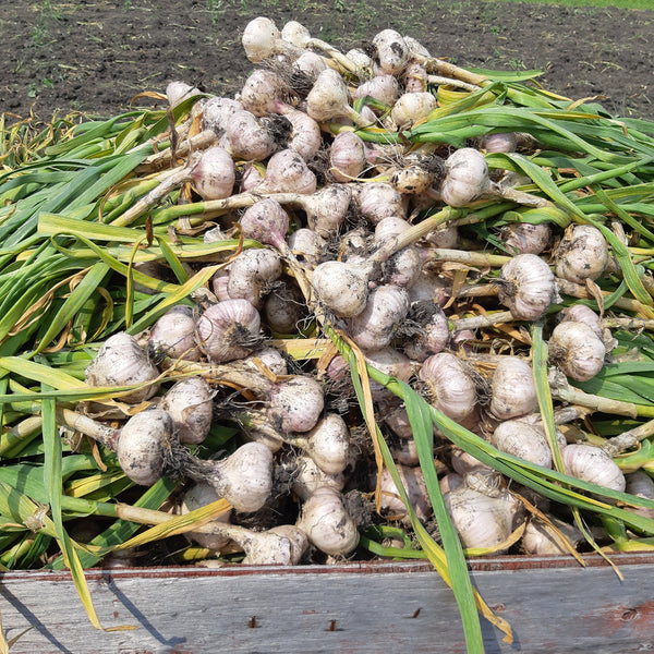 Garlic bulbs with green stalks in a wooden box