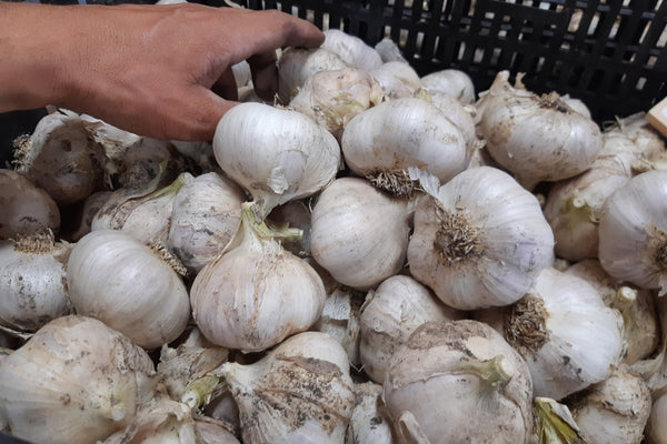 Basket of garlic bulbs with a hand reaching in