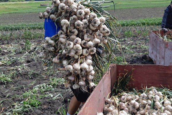 Two people working in a field with harvested garlic bulbs.