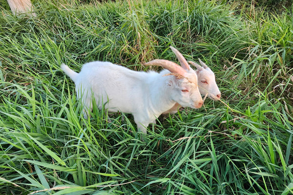 Two goats grazing in a grassy cover crop field