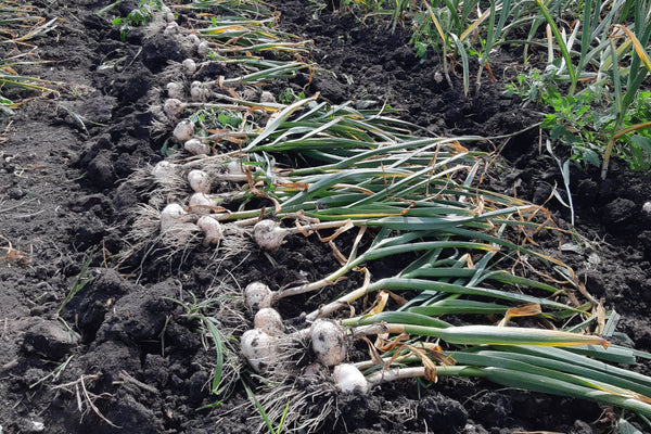 Harvested garlic in a field with soil