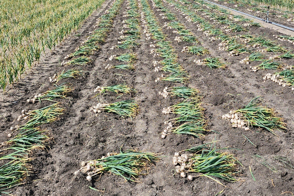 Field of harvested garlic with rows of plants and soil.