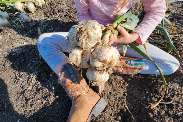 Person holding freshly harvested garlic bulbs in a field