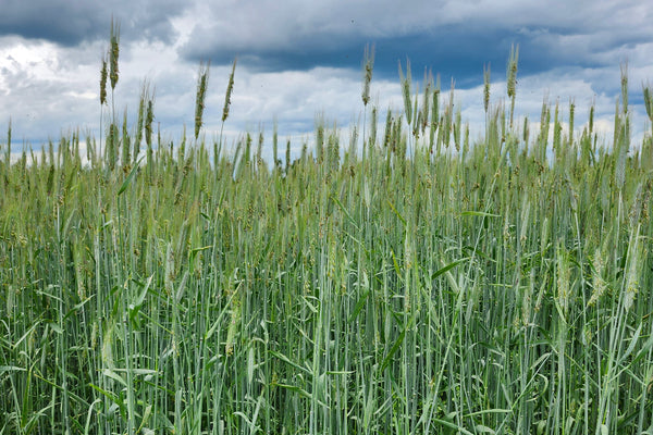 mature fall rye field under a cloudy sky
