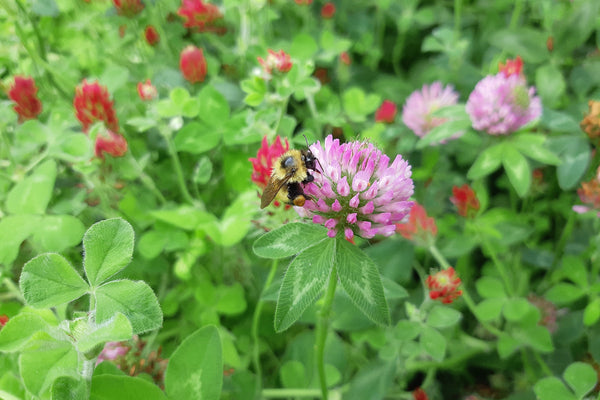 Bumble bee on a pink clover flower with a blurred background with green leaves and red crimson clover flowers