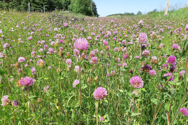 Field of pink red clover flowers with green grass under a clear blue sky.