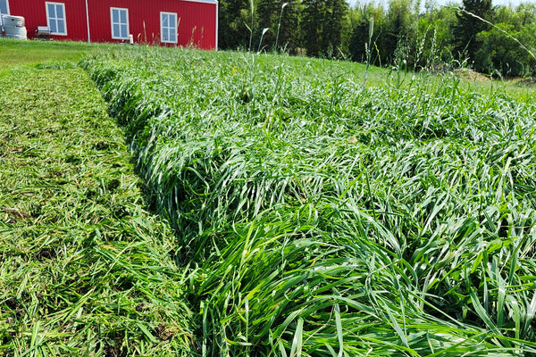 Green ryegrass with a strip tilled in a field with a red barn in the background.