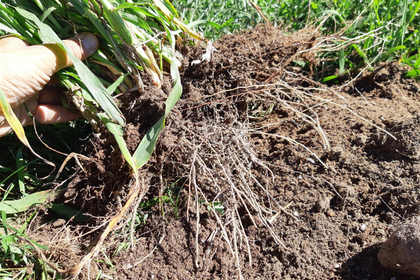 Root system of a sorghum sudangrass plant held above soil.