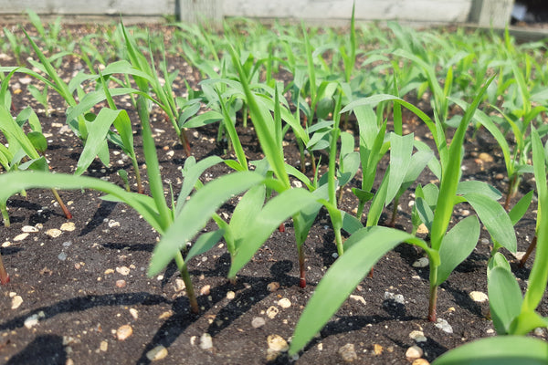 Young sorghum sudangrass plants growing in a garden bed with soil and small stones.