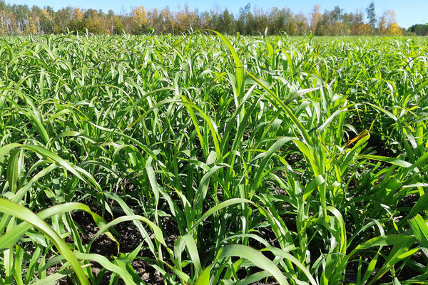 Sorghum Sudangrass crop field with trees in the background