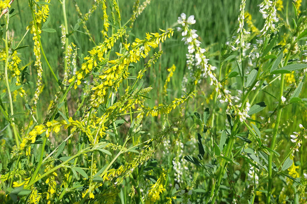 Field of yellow and white sweet clover flowers with green foliage