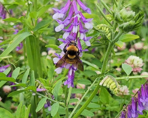 Bumble bee on a vetch purple flower surrounded by green leaves  and clover flowers