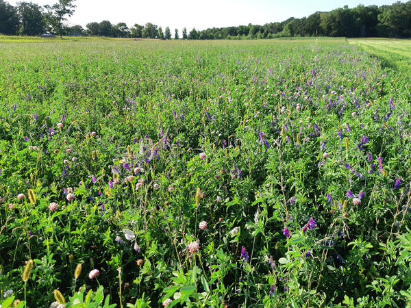Field of vetch and sweet clover plants with purple flowers under a clear sky and trees in background.