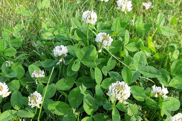 White clover flowers among green clover leaves in a grassy field