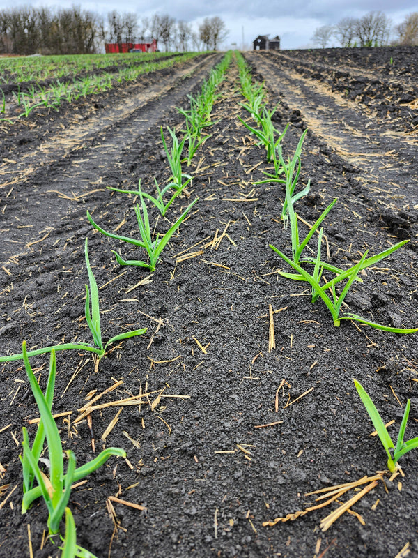 Close-up of dark soil with green garlic seedlings