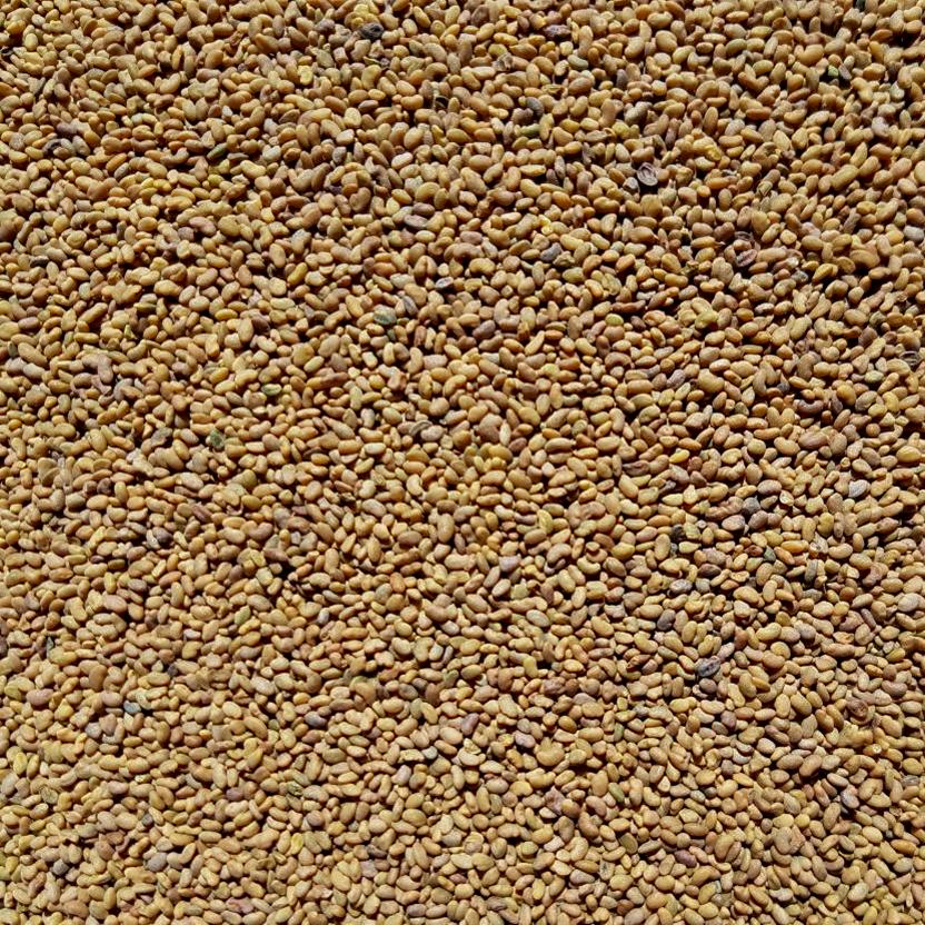 Alfalfa Seed