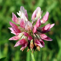 Bees & Butterfly Cover Crop Seed