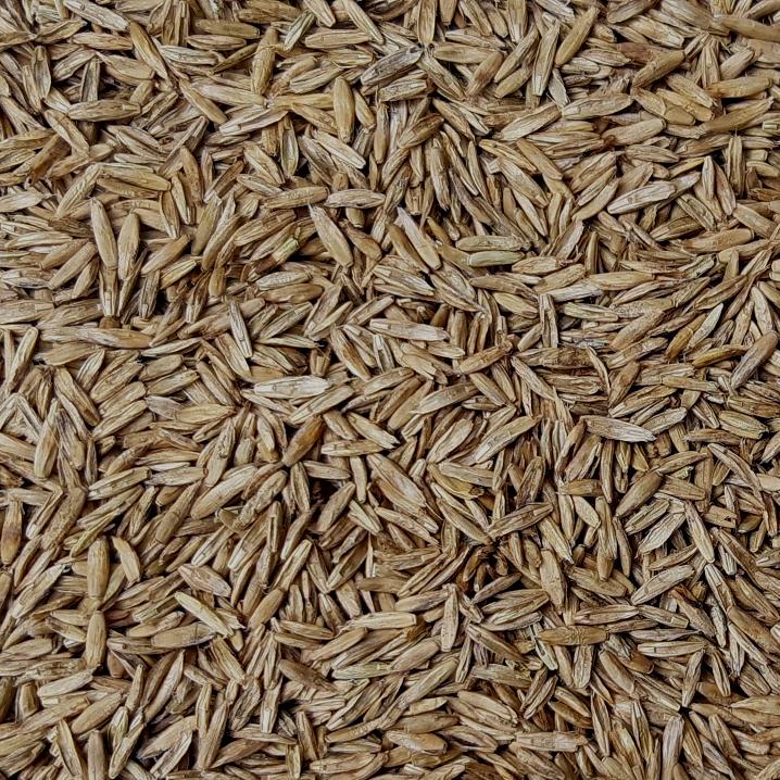 Annual Ryegrass Seed
